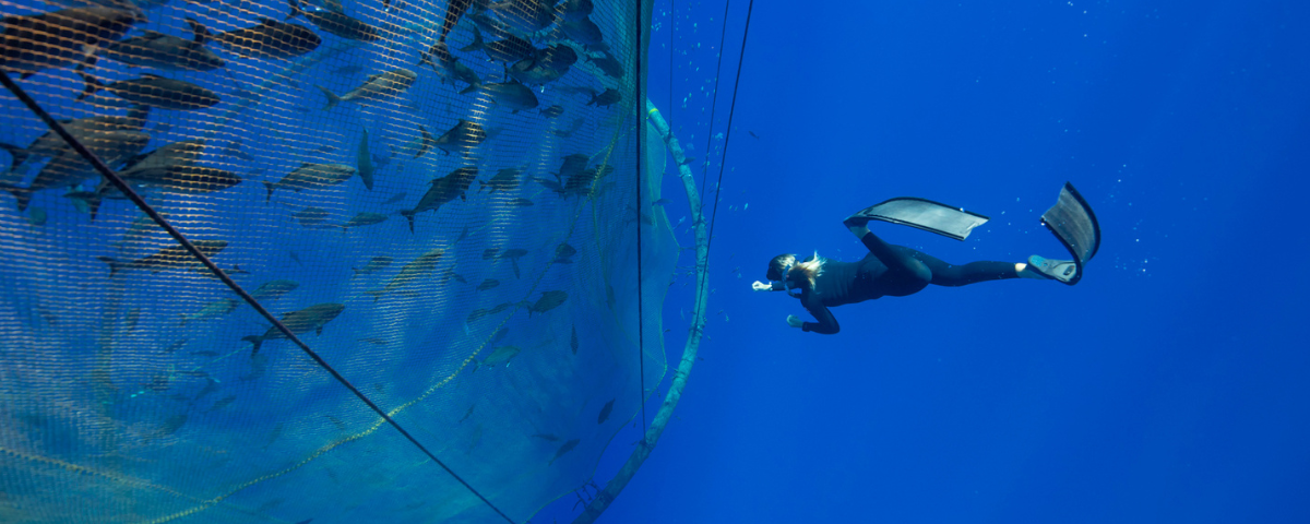 غواصی در مزارع پرورش ماهی در قفس