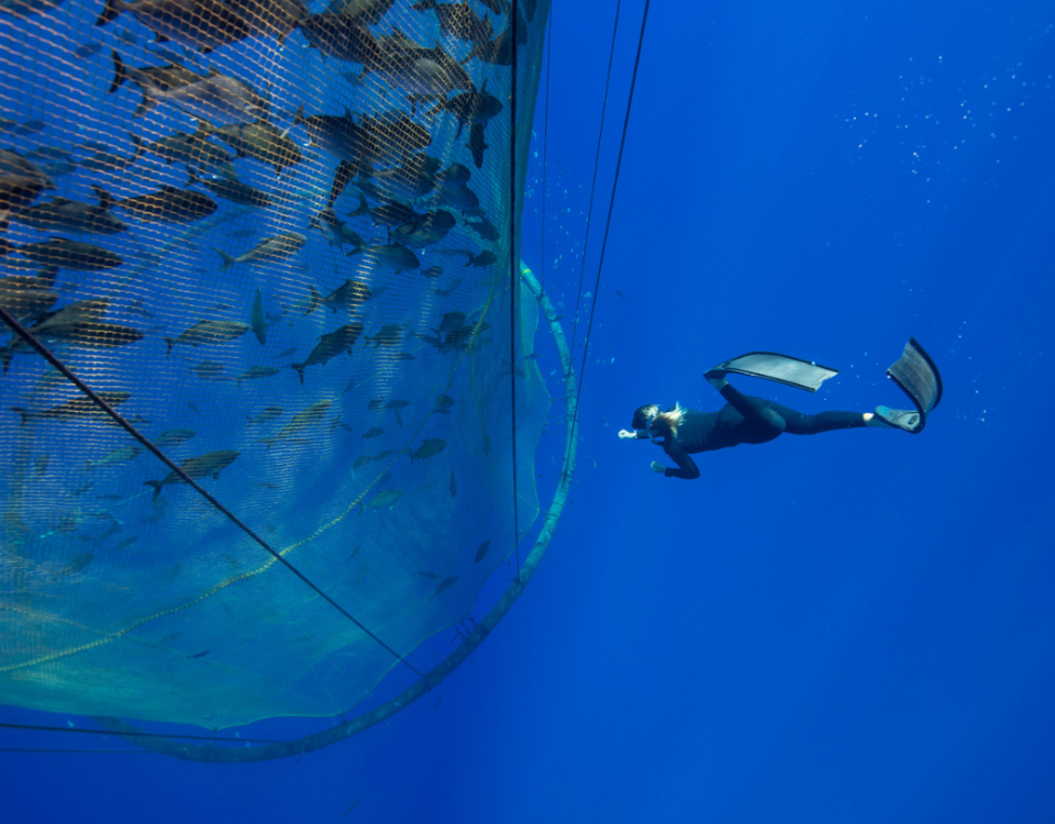 غواصی در مزارع پرورش ماهی در قفس